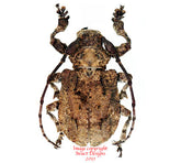 Onychocerus crassus (Peru)